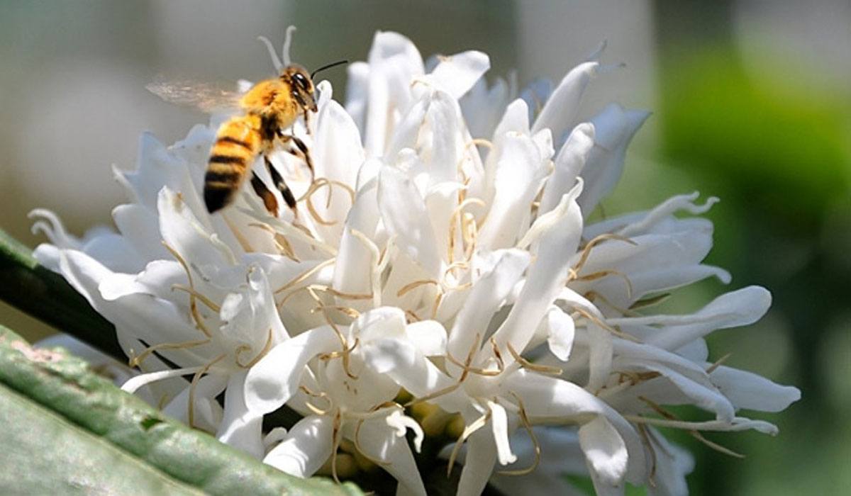 Ong hút mật hoa