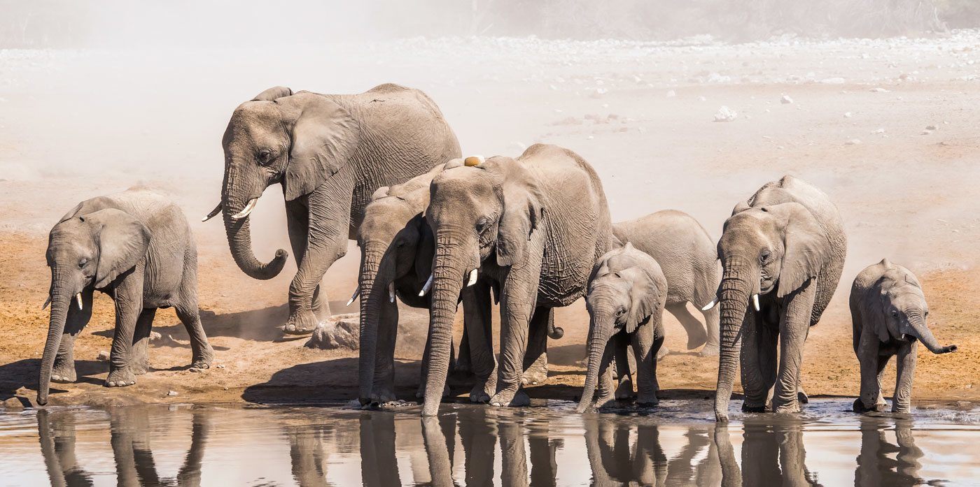 500 lít nước trong cơ thể những chú voi sẽ bay hơi theo sức nóng thời tiết