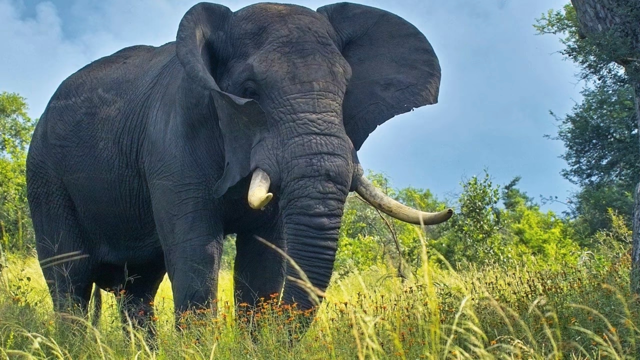 Thí nghiệm với những chú voi ở châu Phi